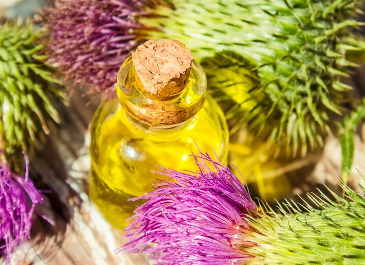 Łopian olej na tle roślin leczniczych