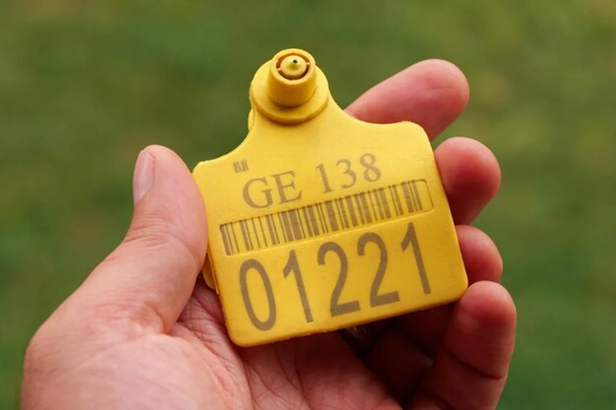 Ręka trzymająca żółtą tabliczkę na uszach krowy z numerami identyfikacyjnymi